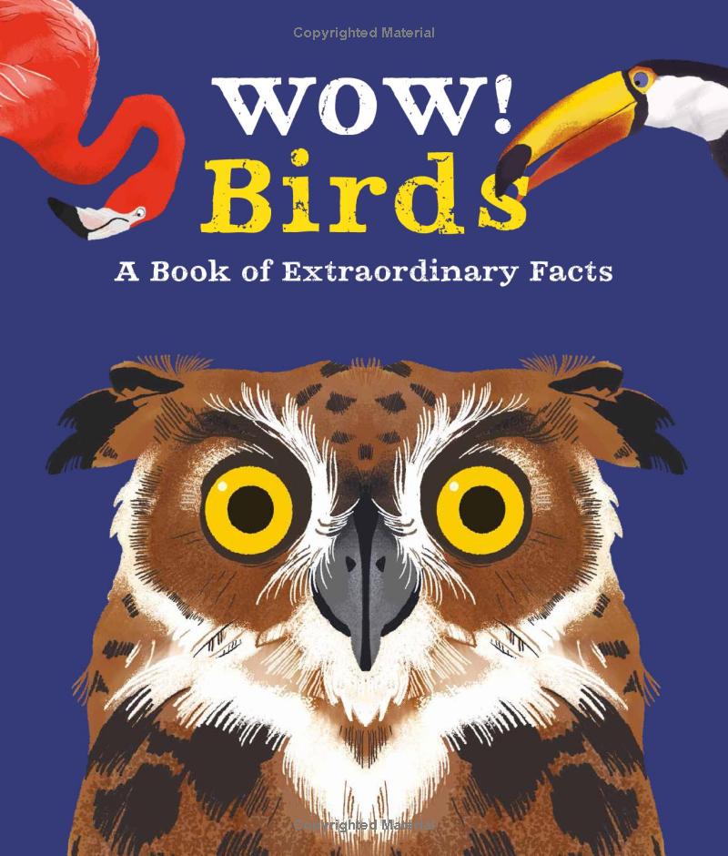 wow! birds - Ảnh 3