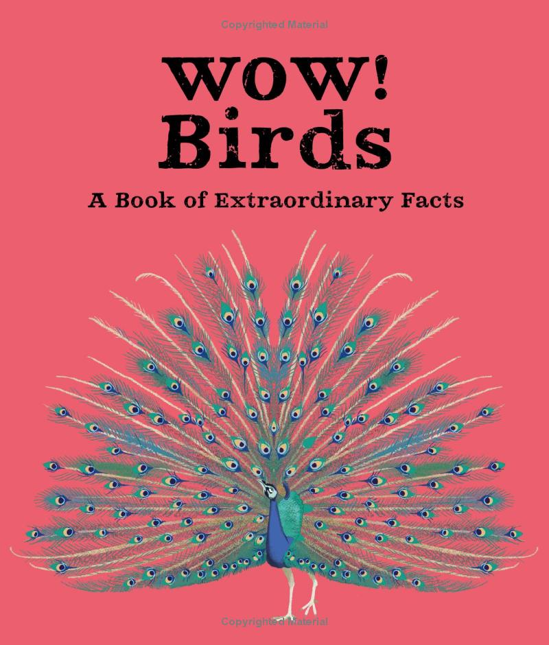 wow! birds - Ảnh 4