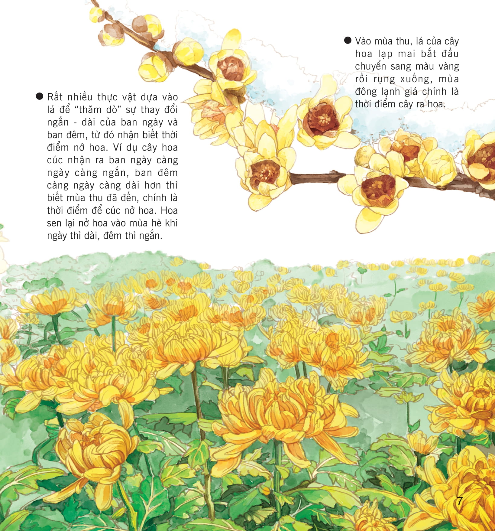 wow, thì ra là thế! - bí mật nhỏ của thực vật - Ảnh 14