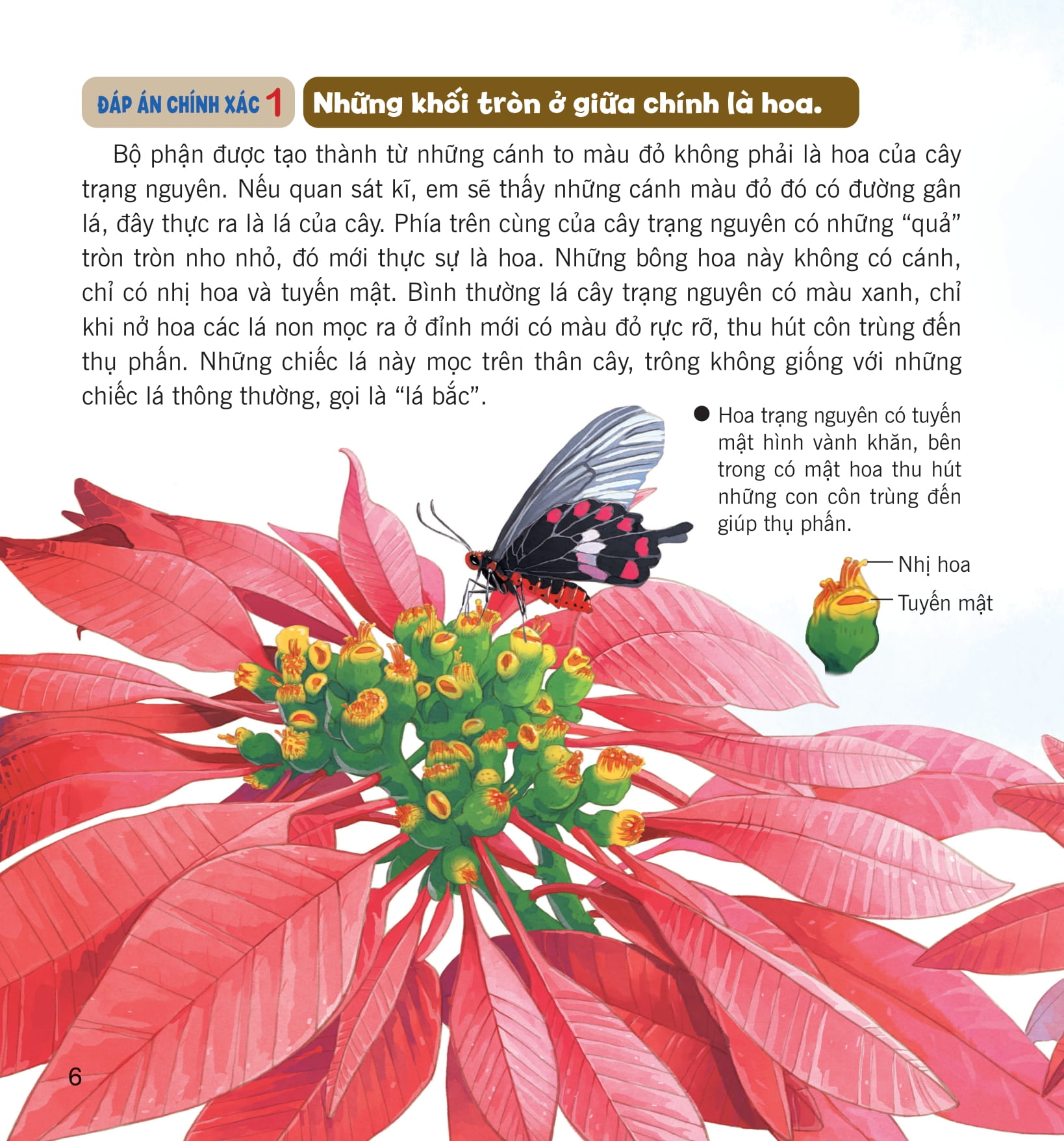 wow, thì ra là thế! - sự sinh trưởng của thực vật - Ảnh 12