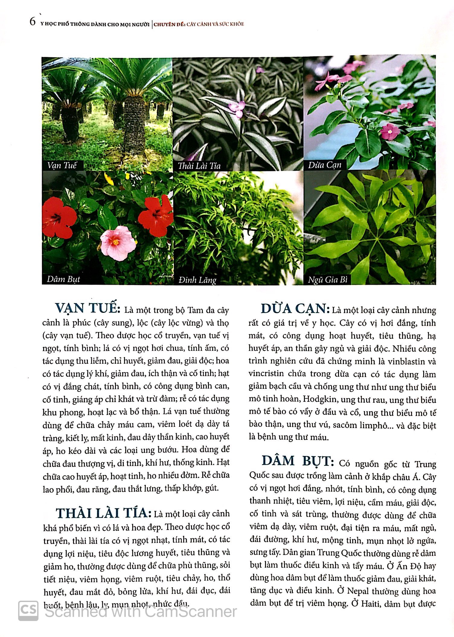 y học phổ thông dành cho mọi người - chuyên đề: cây cảnh và sức khỏe - Ảnh 6