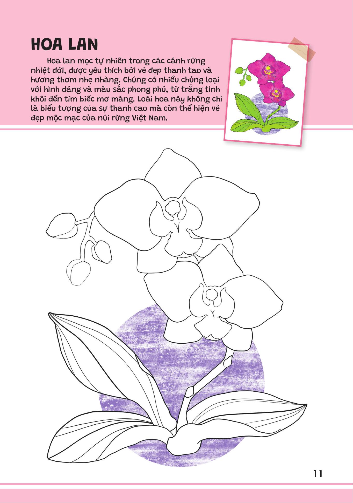 Yêu Quá Việt Nam - Các Loài Hoa - Ảnh 11