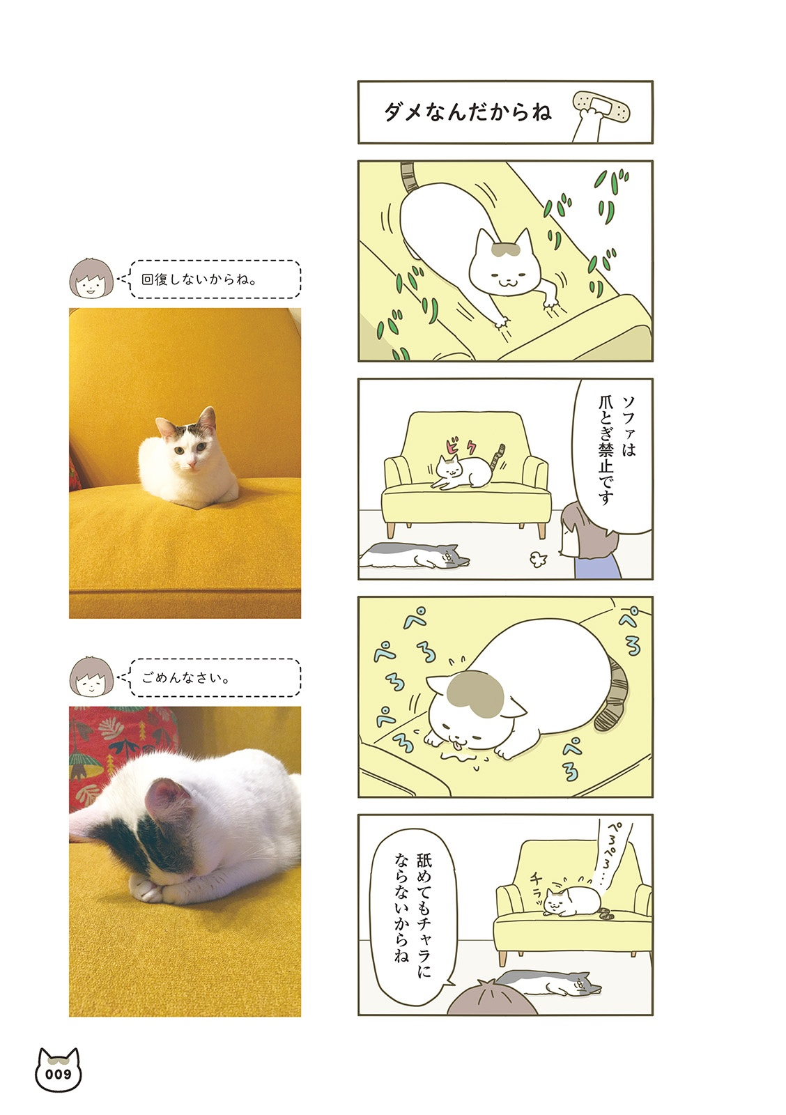 うちの猫がまた変なことしてる。- uchi no neko ga mata hen na koto shiteru. 1 - Ảnh 6