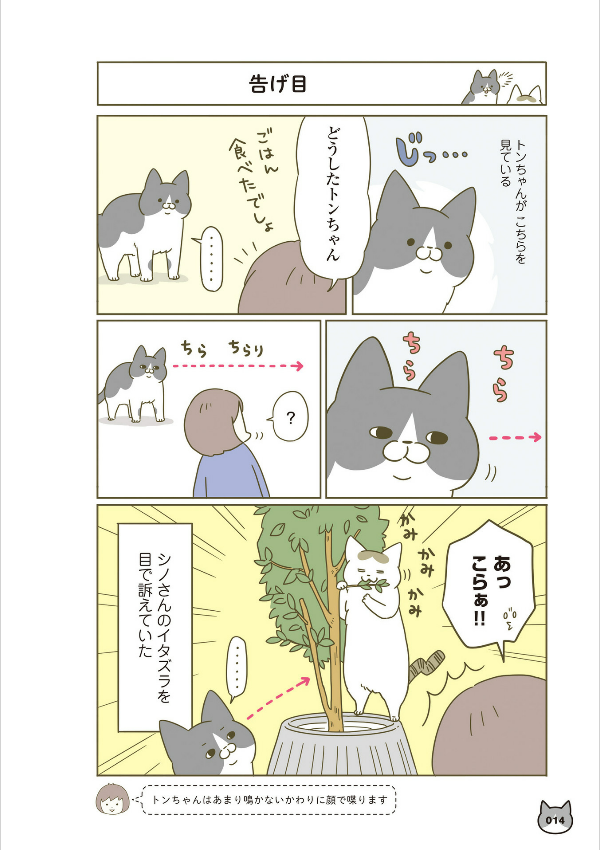 うちの猫がまた変なことしてる。- uchi no neko ga mata hen na koto shiteru. 4 - Ảnh 14