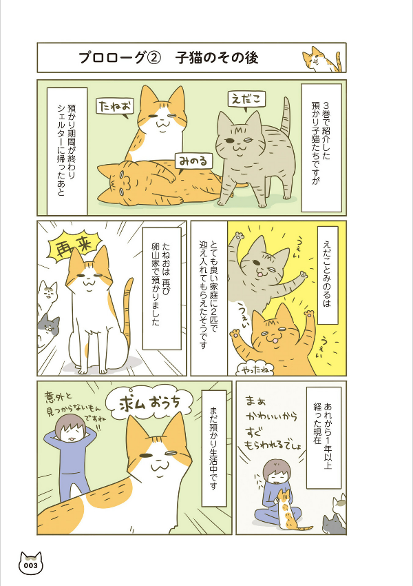 うちの猫がまた変なことしてる。- uchi no neko ga mata hen na koto shiteru. 4 - Ảnh 4