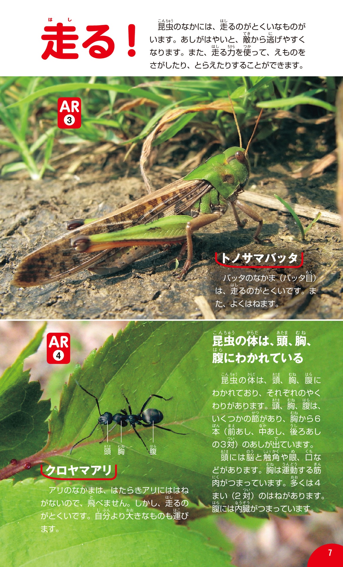 学研の図鑑live(ライブ)ポケット1 昆虫 konchuu - Ảnh 14