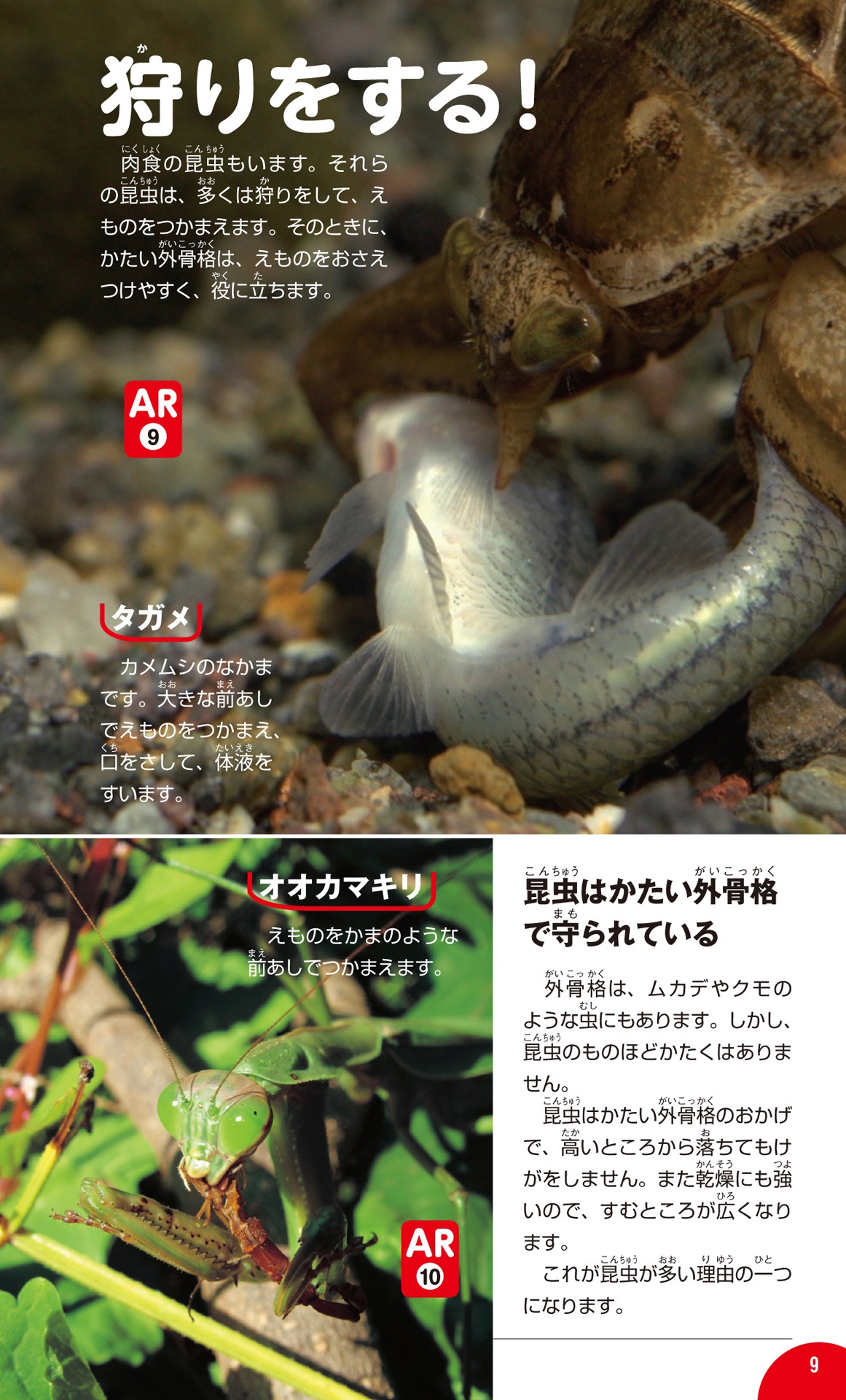 学研の図鑑live(ライブ)ポケット1 昆虫 konchuu - Ảnh 16