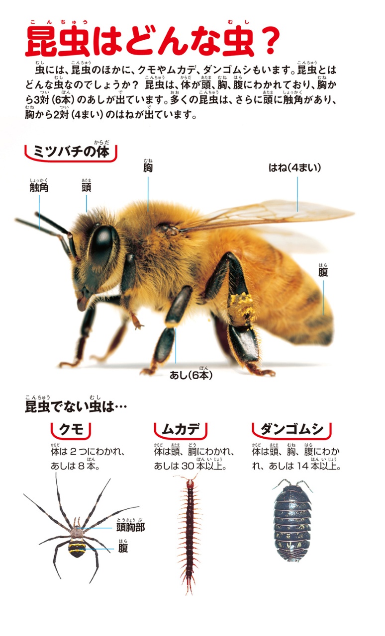 学研の図鑑live(ライブ)ポケット1 昆虫 konchuu - Ảnh 3