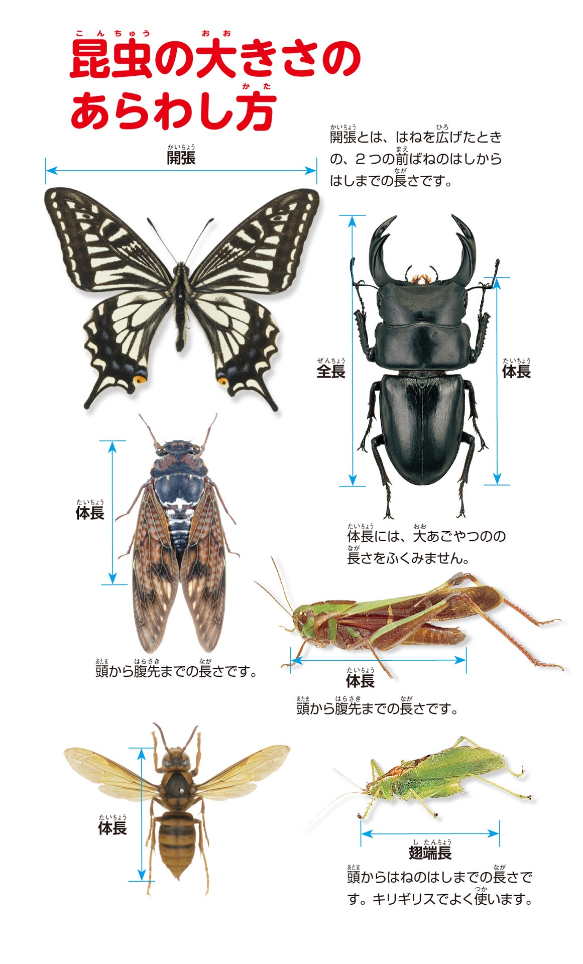 学研の図鑑live(ライブ)ポケット1 昆虫 konchuu - Ảnh 4