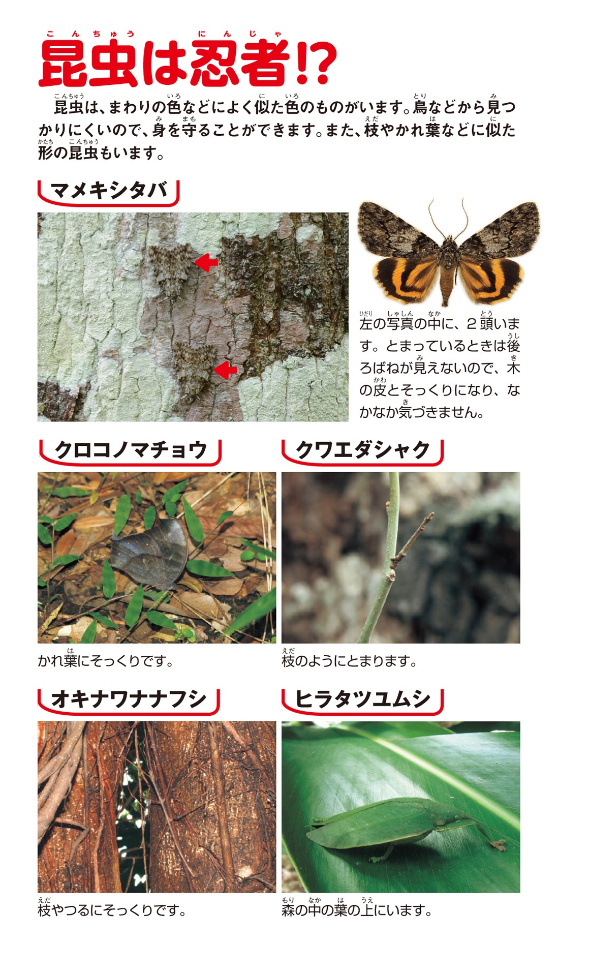 学研の図鑑live(ライブ)ポケット1 昆虫 konchuu - Ảnh 5