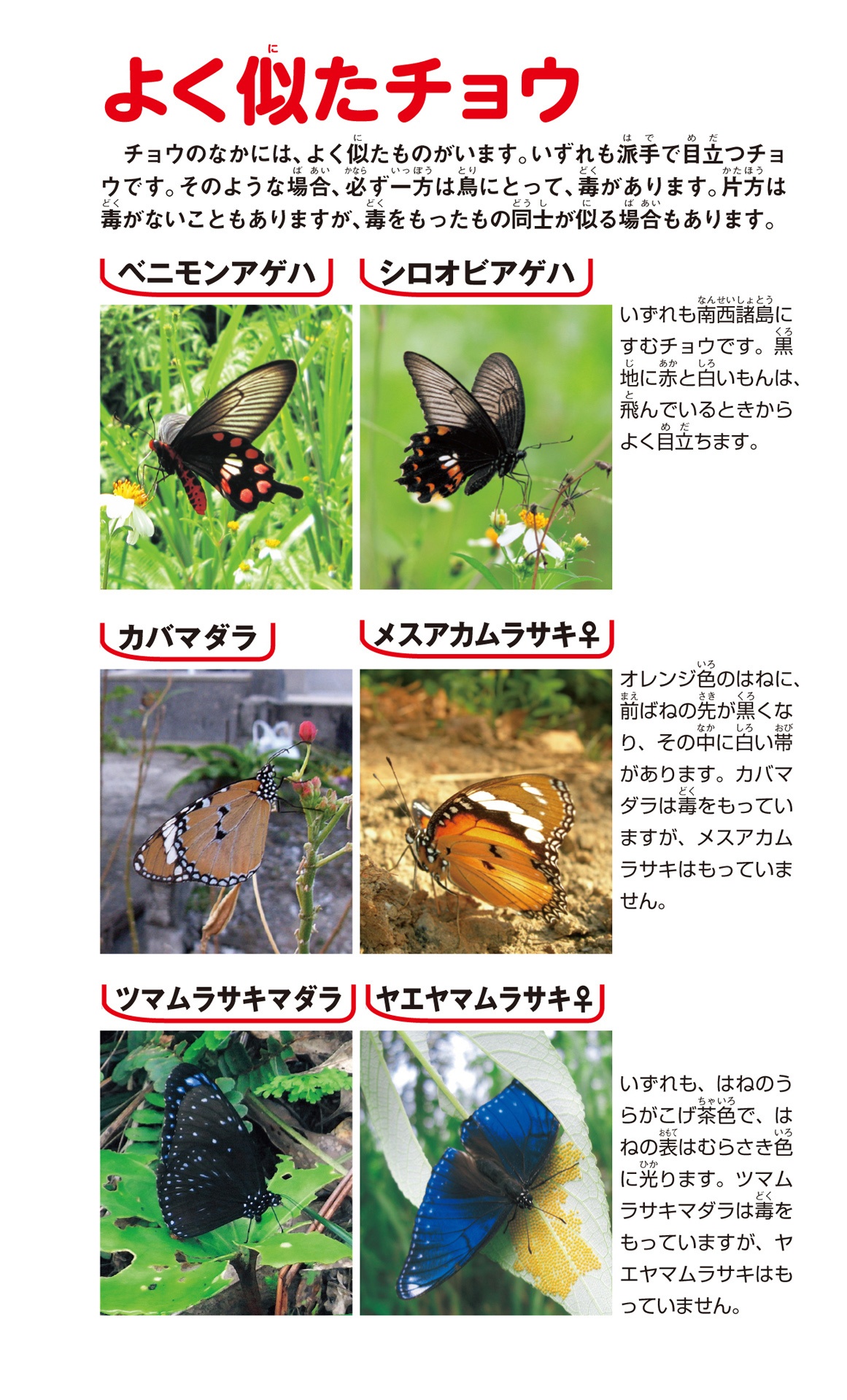 学研の図鑑live(ライブ)ポケット1 昆虫 konchuu - Ảnh 6