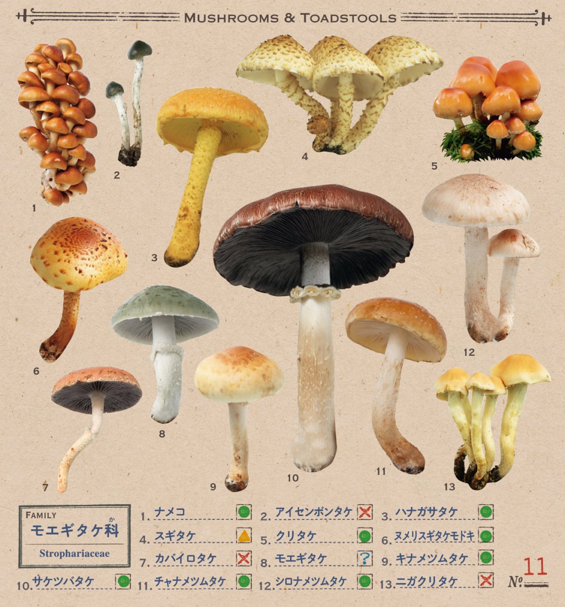 小学館の図鑑neo きのこシール - kinoko sticker - Ảnh 4