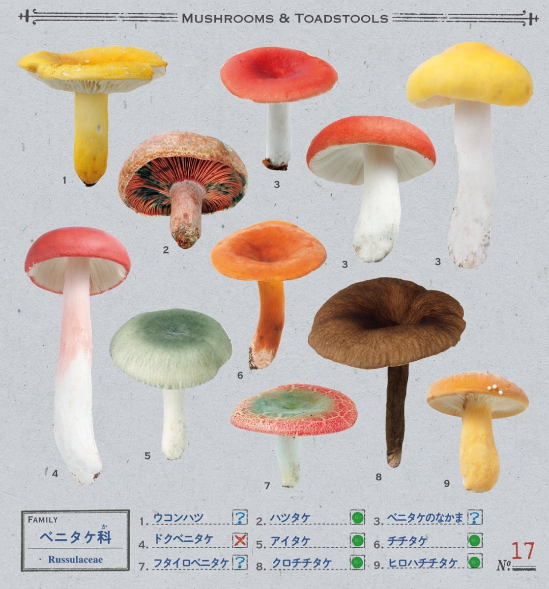 小学館の図鑑neo きのこシール - kinoko sticker - Ảnh 5