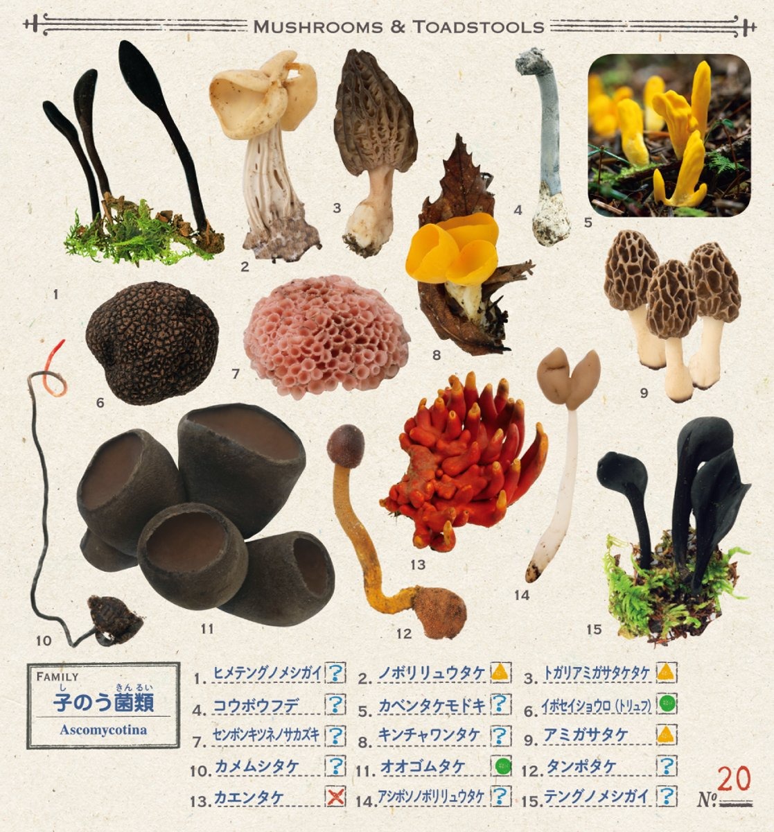 小学館の図鑑neo きのこシール - kinoko sticker - Ảnh 6