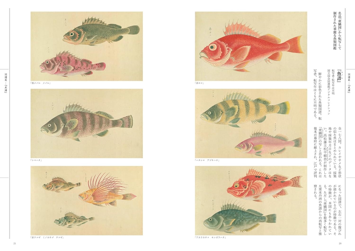 江戸の図譜 魚 - Edo No Zufu Sakana - Ảnh 3