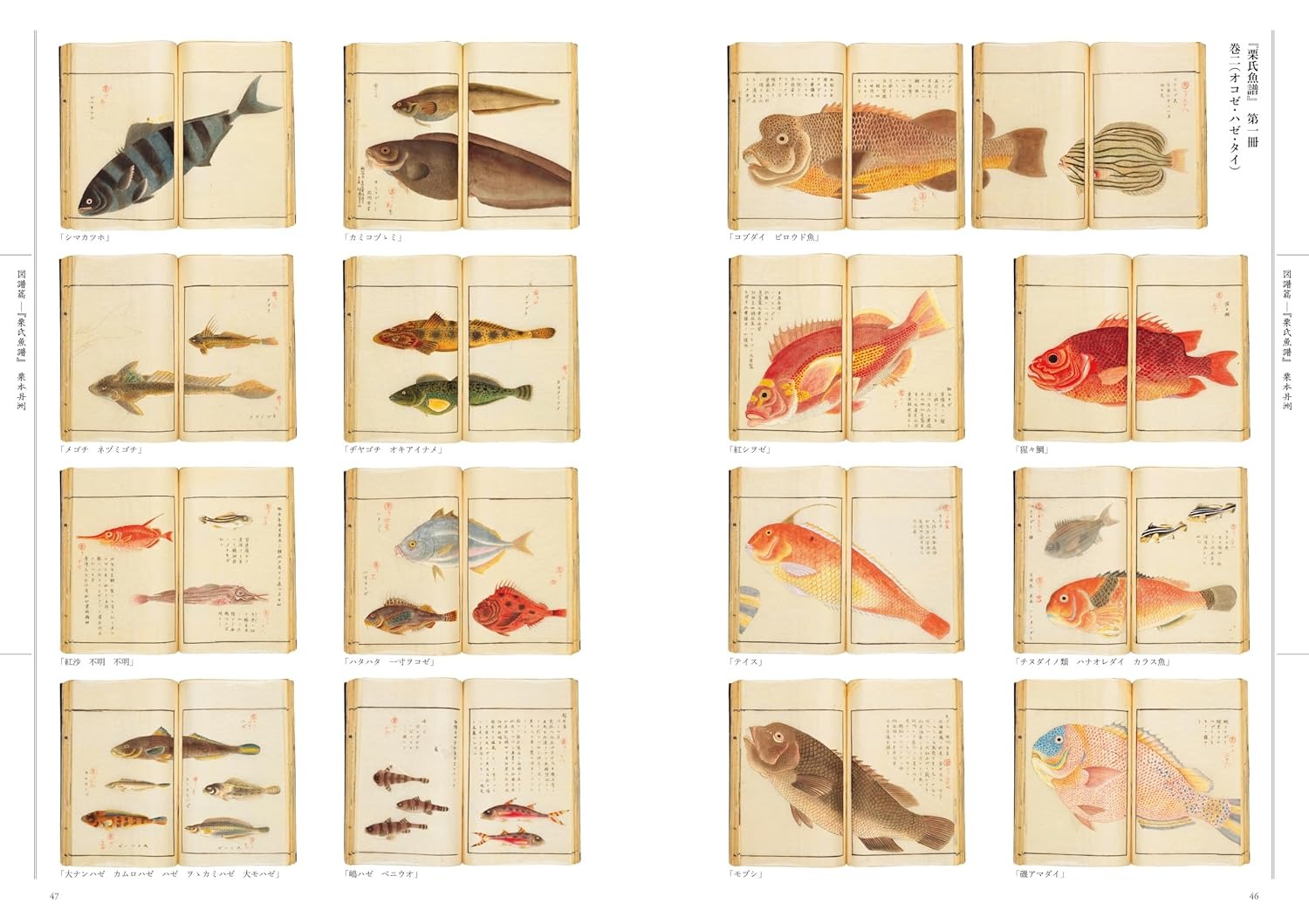 江戸の図譜 魚 - Edo No Zufu Sakana - Ảnh 4