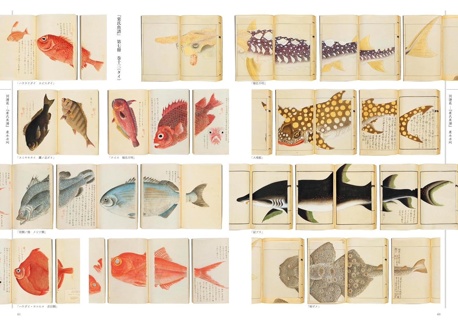 江戸の図譜 魚 - Edo No Zufu Sakana - Ảnh 5