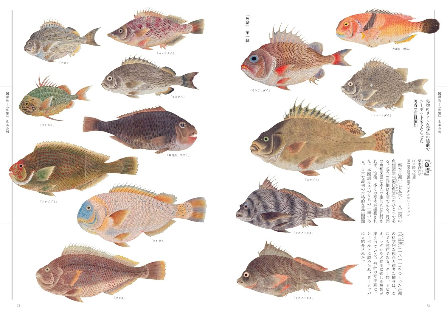 江戸の図譜 魚 - Edo No Zufu Sakana - Ảnh 6