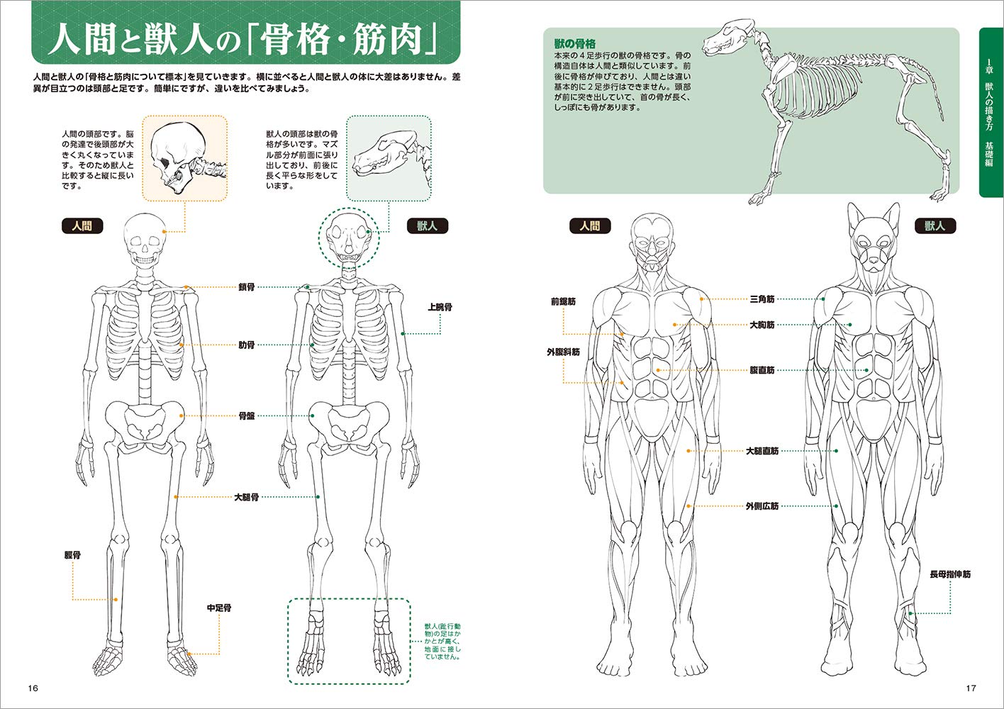 獣人ポーズ集 (超描けるシリーズ) shishijin pouzushuu 4 suteppu de manaberu dessan - Ảnh 8