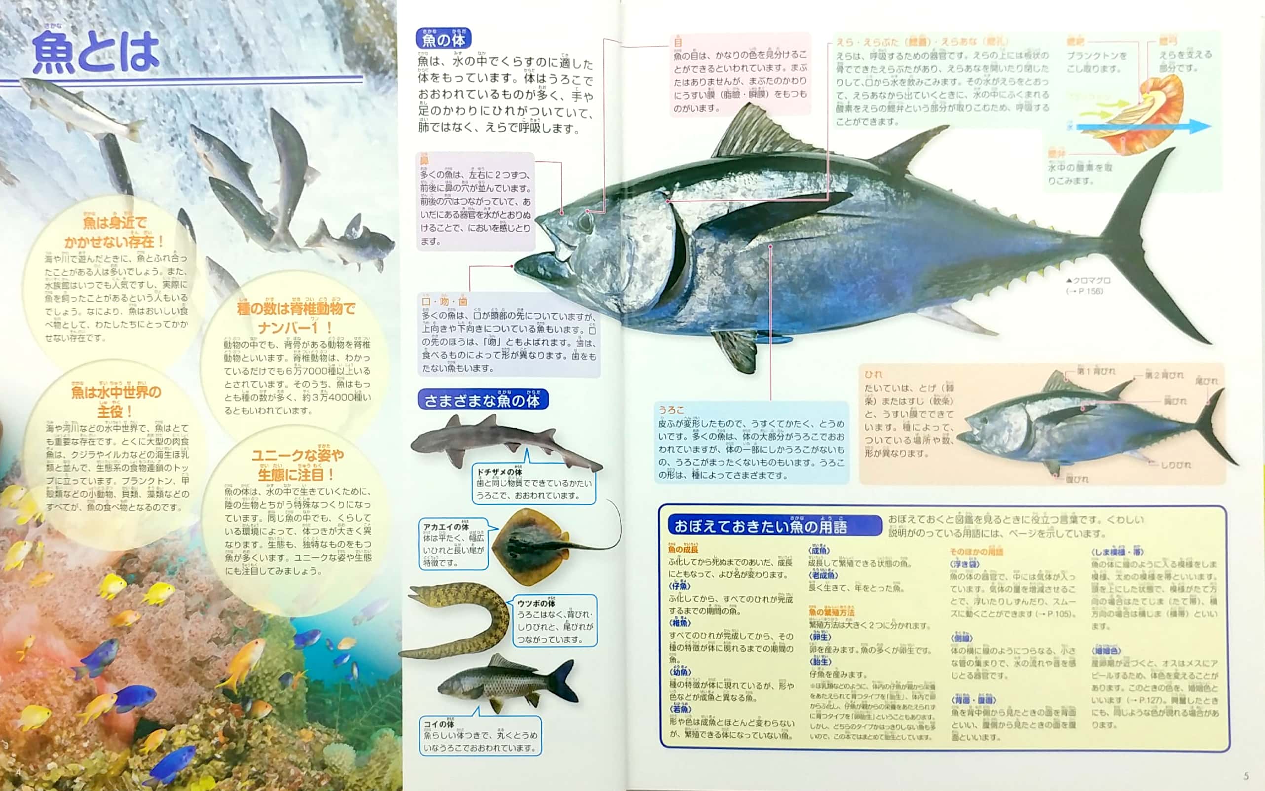 魚 新訂版 (講談社の動く図鑑move) sakana shin tei ban dvd tsuki - Ảnh 4