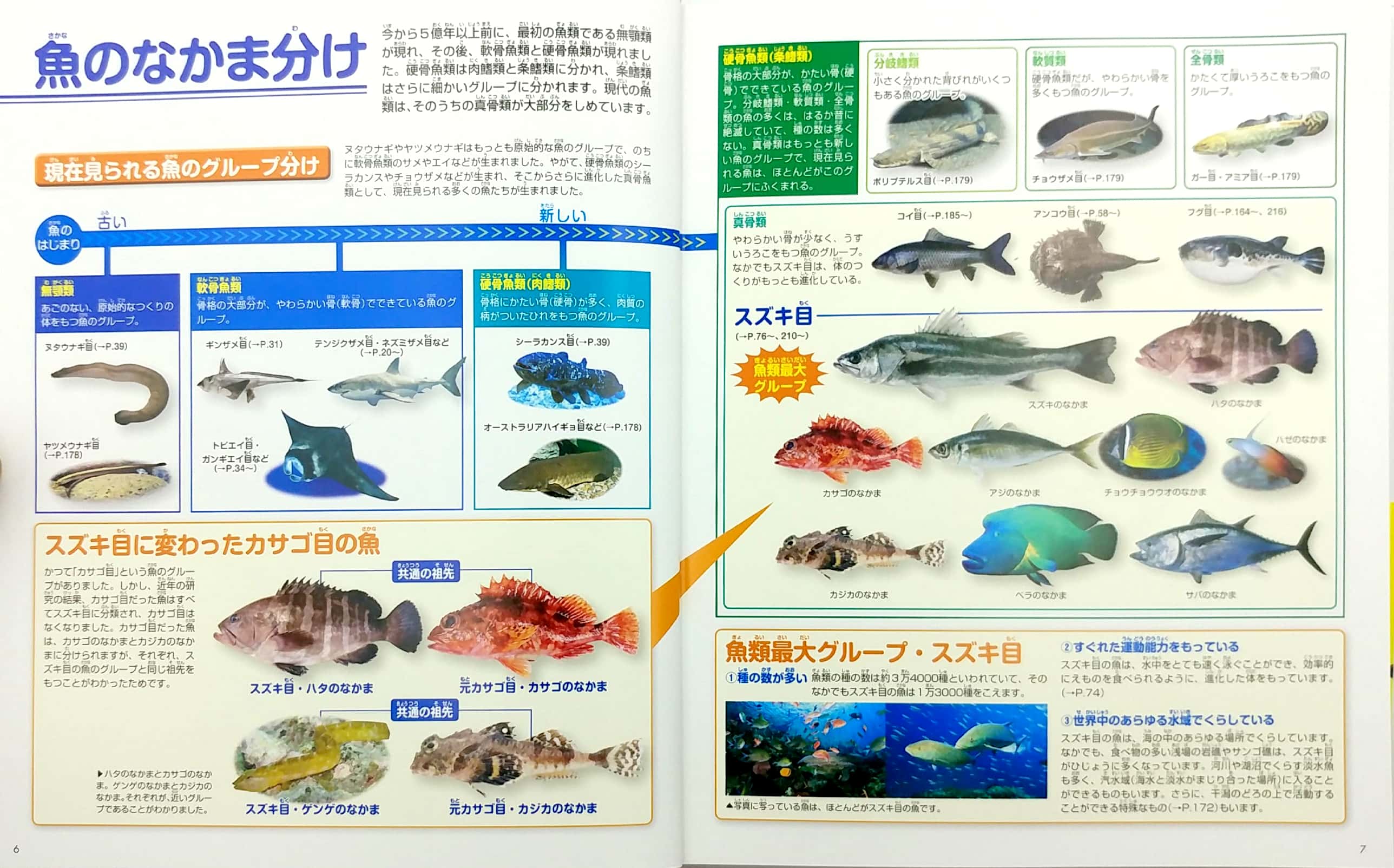 魚 新訂版 (講談社の動く図鑑move) sakana shin tei ban dvd tsuki - Ảnh 5